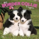 Image for BORDER COLLIE PUPPIES 2022 SQUARE