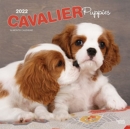 Image for CAVALIER KING CHARLES SPANIEL PUPPIES 20