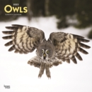 Image for Owls 2023 Square Calendar