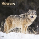 Image for Wolves 2023 Square Foil Calendar