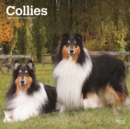 Image for Collies 2023 Square Calendar Calendar