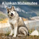 Image for ALASKAN MALAMUTES 2024 SQUARE