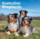 Image for AUSTRALIAN SHEPHERDS 2024 SQUARE