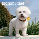 Image for BICHON FRISE 2024 SQUARE