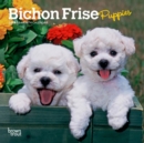 Image for BICHON FRISE PUPPIES 2024 MINI 7X7