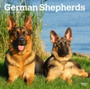 Image for GERMAN SHEPHERDS 2024 SQUARE