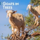 Image for GOATS IN TREES 2024 SQUARE