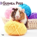 Image for GUINEA PIGS 2024 SQUARE
