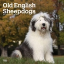 Image for OLD ENGLISH SHEEPDOGS 2024 SQUARE