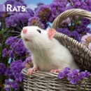 Image for RATS 2024 SQUARE
