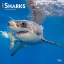 Image for SHARKS 2024 SQUARE