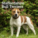Image for STAFFORDSHIRE BULL TERRIERS 2024 SQUARE