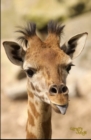 Image for Giraffe Jungle