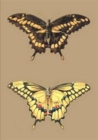 Image for Carnet Blanc, Papillons Cresphontes