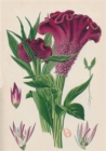Image for Carnet Blanc, Celosia Cristata, Dessin 19e Siecle