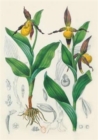 Image for Carnet Blanc, Orchidee Jaune, Dessin 19e Siecle