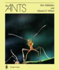 Image for The Ants