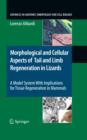 Image for Morphological and cellular aspects of tail and limb regeneration in lizards: a model system with implications for tissue regeneration in mammals