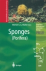 Image for Sponges (Porifera)
