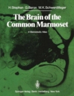 Image for The Brain of the Common Marmoset (Callithrix jacchus)