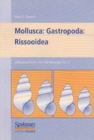 Image for Suwasserfauna von Mitteleuropa, Bd. 05/1-2: Mollusca:Gastropoda: Rissooidea
