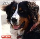 Image for 2011 DOGS AI GRID CALENDAR