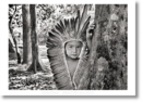 Image for Salgado. Amazonia. Poster &#39;Yawanawa Girl&#39;