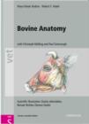 Image for Bovine anatomy