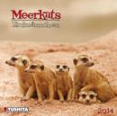 Image for Meerkats 2014