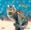 Image for Cool Cats 2018