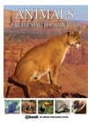 Image for Animals from South America