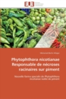 Image for Phytophthora nicotianae responsable de necroses racinaires sur piment