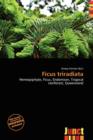 Image for Ficus Triradiata