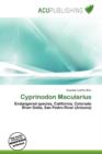Image for Cyprinodon Macularius