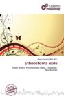 Image for Etheostoma Exile