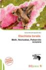 Image for Elachista Toralis