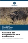 Image for Anatomie der Beugesehnen beim Buffelbullen