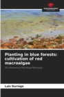 Image for Planting in blue forests