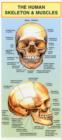 Image for The Human Skeleton &amp; Muscles
