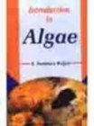 Image for Introduction to Algae