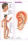 Image for 4 Acupuncture Charts