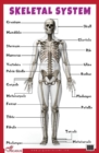Image for Skeletal System : Human Body Charts