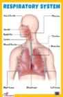 Image for Respiratory System Educational Chart