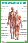 Image for Muscular System : Human Body Charts