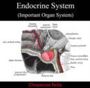 Image for Endocrine System (Important Organ System)
