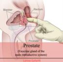 Image for Prostate (Exocrine gland of the male reproductive system)