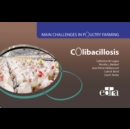 Image for Colibacillosis - Main Challenges in Poultry Farming