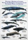 Image for Whales and Dolphins of the Canary Islands / Ballenas y Delfines de Canarias / Kanarische Whale und Delphine