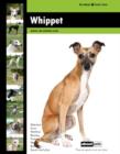 Image for Whippet