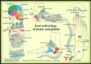 Image for Foot Reflexology of Bones &amp; Glands -- A4